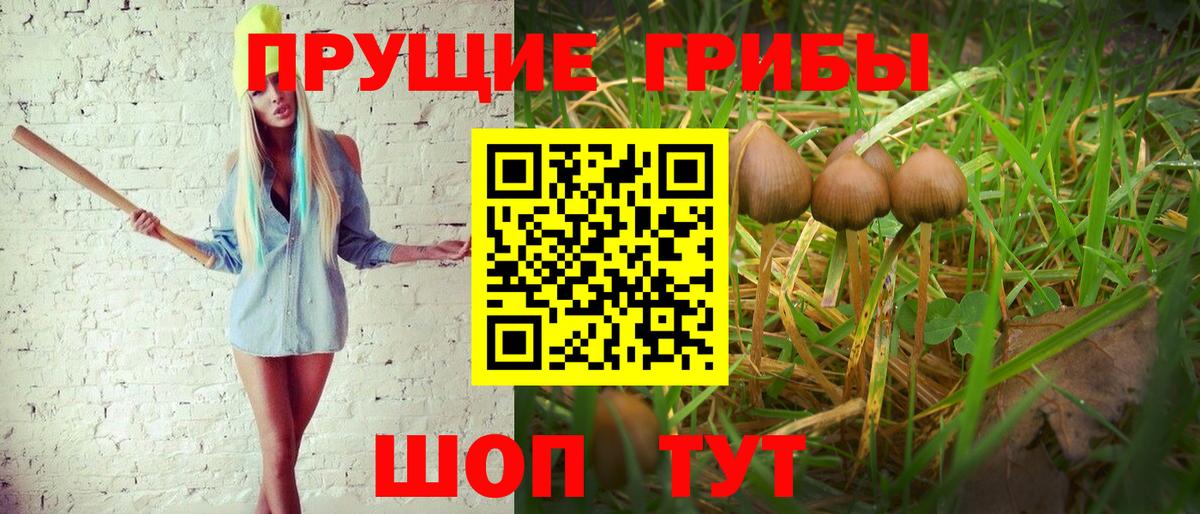 Псилоцибиновые грибы прущие грибы Гай